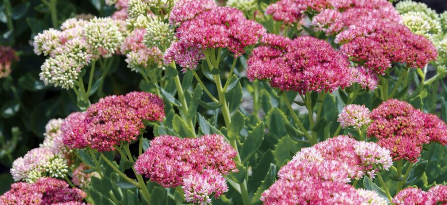 Як ефективно підгодовувати очиток: поради для здорового росту рослин