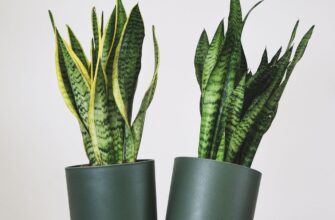 Де найкраще розмістити сансевієрію: поради для ідеального догляду