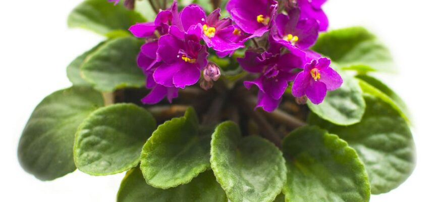 Що символізують квіти фіалки: значення та приховані смисли