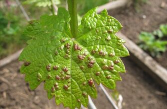 Виноград як натуральний засіб: які хвороби можна вилікувати?