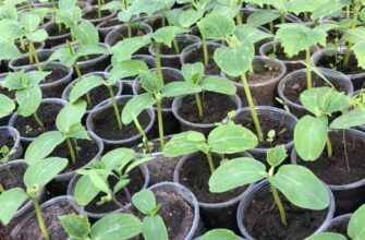 Оптимальний час для першого підживлення розсади огірків: поради та рекомендації