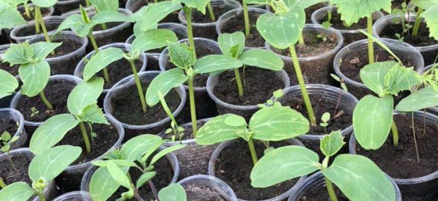 Оптимальний час для першого підживлення розсади огірків: поради та рекомендації