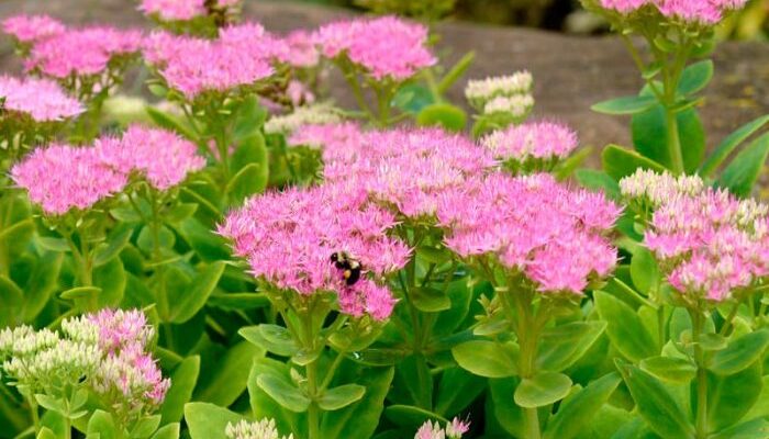 Коли та як правильно ділити очиток: поради для садівників