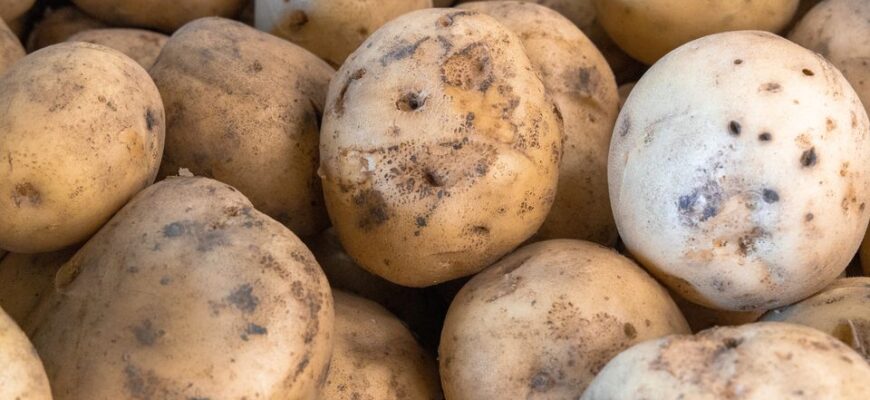 Чи безпечно вживати згнилу картоплю: ризики та рекомендації