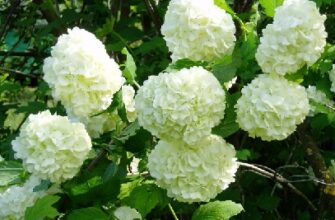 Як ефективно розмножувати калину Бульденеж: поради та методи для садівників