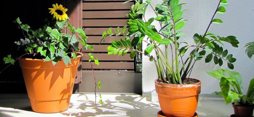 Яким об’ємом води поливати заміокулькас: поради та рекомендації