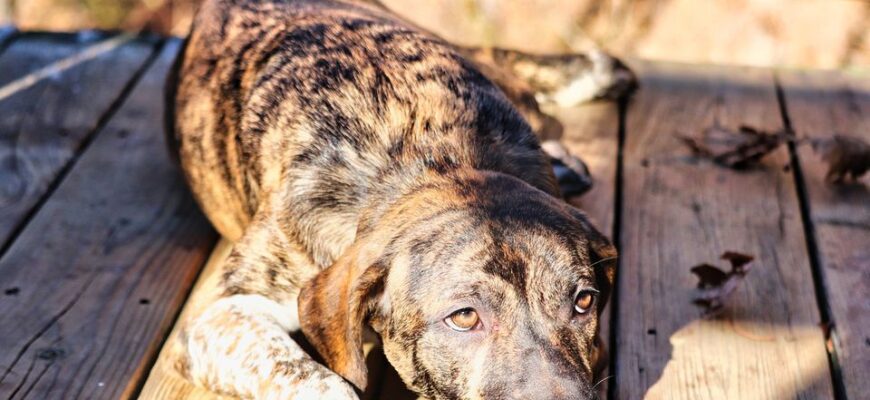 Страхи вуличних собак: що викликає тривогу і як їм допомогти