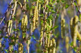 Чому не варто садити березу біля будинку: безпека та прикмети