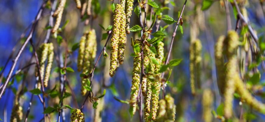 Чому не варто садити березу біля будинку: безпека та прикмети