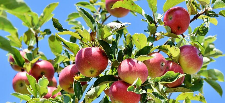 Тривалість життя кущів: скільки років живуть різні види рослин?