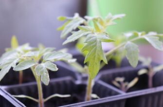 Навіщо і як правильно обприскувати помідори кефіром для захисту?