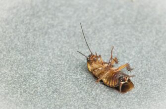 Що найбільше приваблює тарганів: основні фактори і засоби боротьби