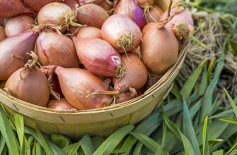 На якій відстані садити цибулю сіянку для оптимального врожаю?