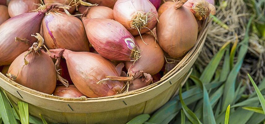 На якій відстані садити цибулю сіянку для оптимального врожаю?