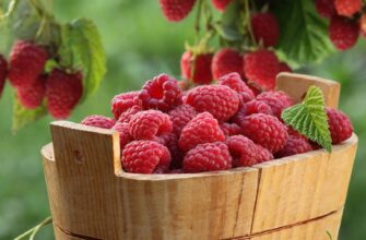 Як підживити малину восени: ефективні добрива для жовтня цього року