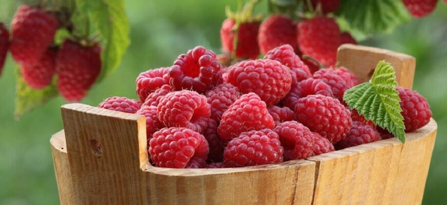 Як підживити малину восени: ефективні добрива для жовтня цього року