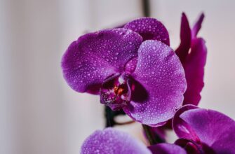 Ефективні способи стимулювання росту орхідеї в домашніх умовах