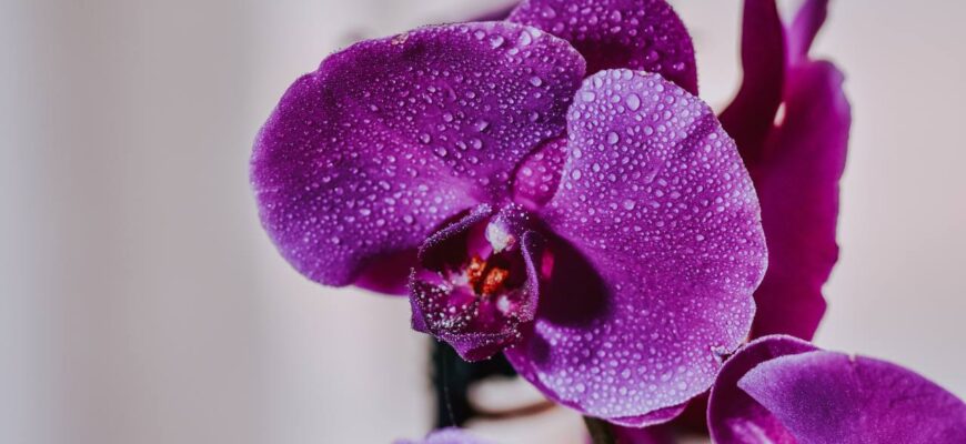 Ефективні способи стимулювання росту орхідеї в домашніх умовах