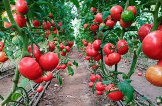 Чи можливо поливати помідори препаратом Гумат калію: поради та рекомендації