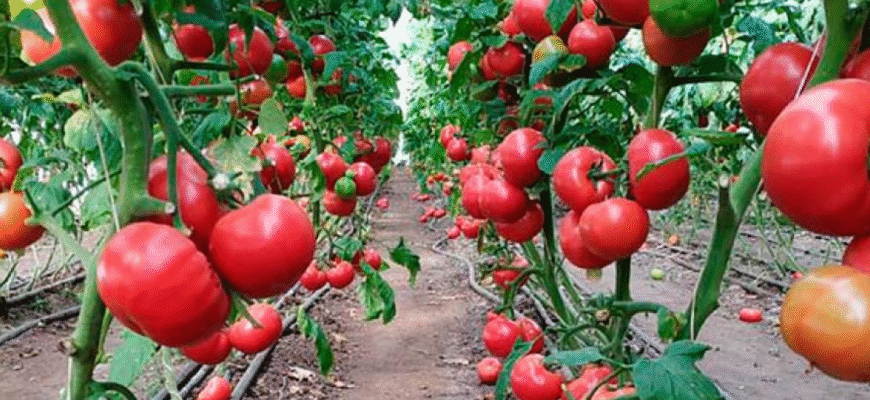 Чи можливо поливати помідори препаратом Гумат калію: поради та рекомендації
