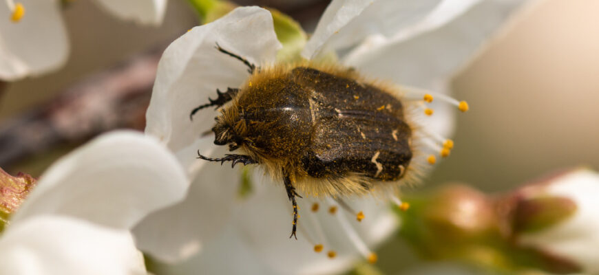 Комахи-шкідники калини: які види загрожують вашому саду?