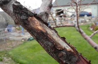 Ефективні способи очищення кори дерева: поради та рекомендації