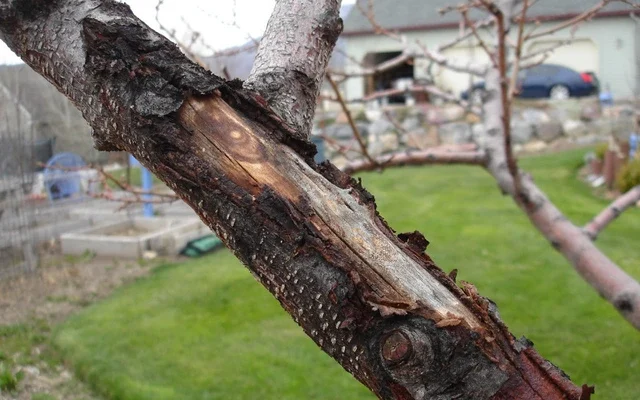 Ефективні способи очищення кори дерева: поради та рекомендації