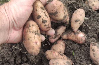 Найсмачніші та врожайні сорти картоплі: оберіть найкращі для себе