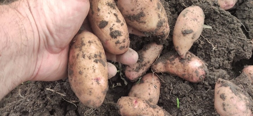 Найсмачніші та врожайні сорти картоплі: оберіть найкращі для себе