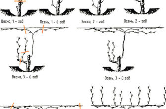 Оптимальна довжина лози винограду на зиму: рекомендації садівникам