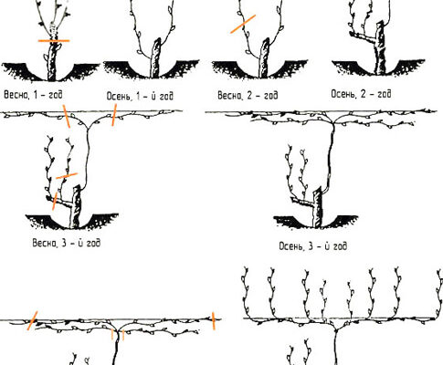 Оптимальна довжина лози винограду на зиму: рекомендації садівникам