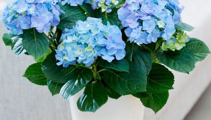 Як визначити: гортензія кімнатна чи садова? Основні ознаки та поради