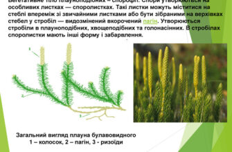 Що характерно для плаунів: основні особливості та важливі деталі