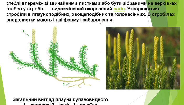 Що характерно для плаунів: основні особливості та важливі деталі