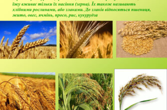 Найпоширеніші зернові культури на українських полях: список та опис