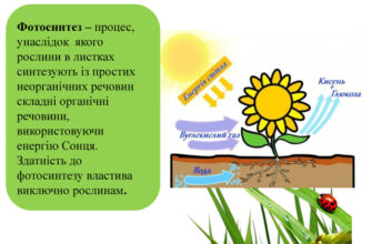 Процес фотосинтезу у листках: як він відбувається й чому важливий