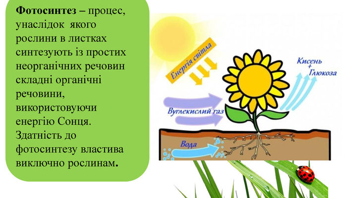 Процес фотосинтезу у листках: як він відбувається й чому важливий