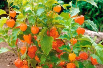 До якого ботанічного сімейства належить фізаліс: дізнайтеся зараз