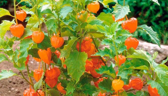 До якого ботанічного сімейства належить фізаліс: дізнайтеся зараз