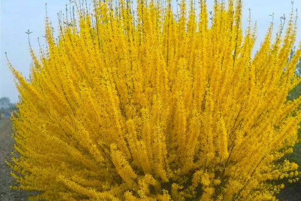 Яка максимальна висота форзиції: детальний огляд росту та догляду