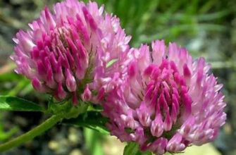 Вартість однієї тонни конюшини у 2023 році: розбір цін та факторів