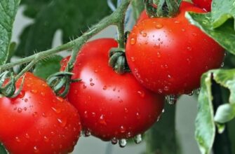 Чи варто рихлити ґрунт навколо помідорів у теплиці: практичні поради