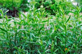 Що робити з травою тархун: застосування в кулінарії та медицині