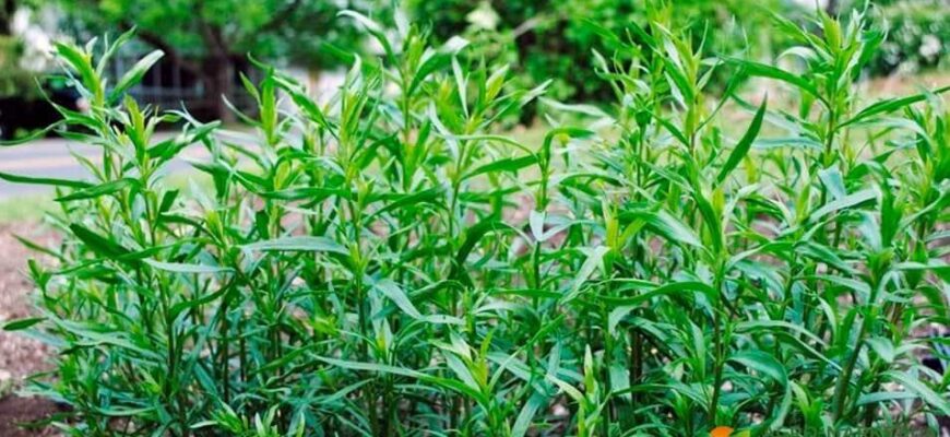 Що робити з травою тархун: застосування в кулінарії та медицині