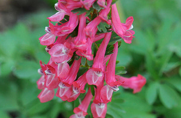 Коли цвіте ряст щільна: оптимальні періоди цвітіння і догляд