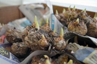 Чи дозволяється висаджувати кали у відкритий ґрунт: поради та нюанси