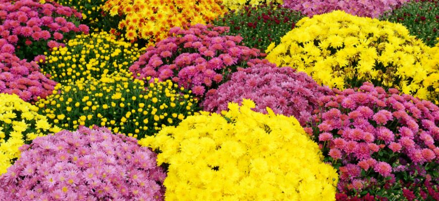 Коли найкраще садити багаторічні хризантеми: корисні поради та час