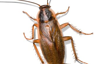 Скільки часу не варто залишатися вдома після обробки проти тарганів?