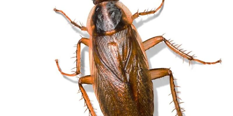 Скільки часу не варто залишатися вдома після обробки проти тарганів?