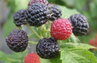 Ягоди, схожі на малину: які їх назви та особливості?